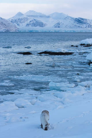 A reindeer searching for food near the shoreline.